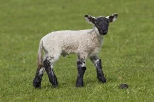 Faced Gallery: Domestic sheep lamb