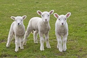 Domestic Sheep lambs