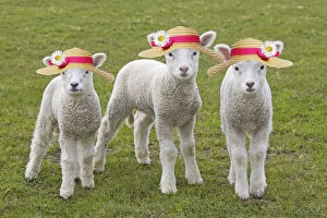 Domestic Sheep, lambs wearing Easter Bonnets / straw hats