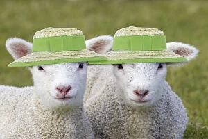 Meadow Gallery: Domestic Sheep, lambs wearing straw hats, Easter bonnets