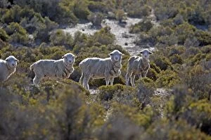 Images Dated 1st April 2009: Domestic Sheep - Merino