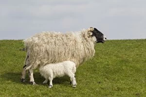 Domestic sheep sheep with lamb