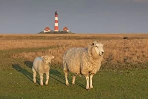 Domestic Sheep sheep with lamb at Lighthouse