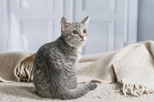 Domestic short haired cat indoors