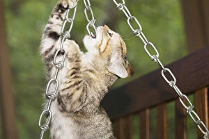 Biting Gallery: Domestic shorthair kitten biting chain