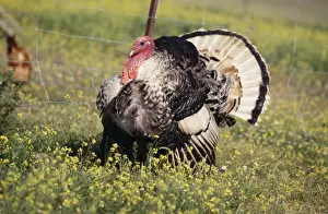 Domestic Turkey