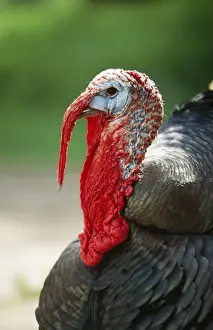 Domestic Turkey