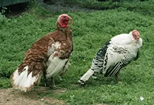 Domestic Turkeys - Bourbon Red (left) & Royal Palm, both male