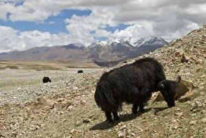 Images Dated 29th May 2006: Domestic Yak - High Plateau Tibet China