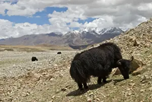 Tibet Prints: Domestic Yak - High Plateau Tibet China