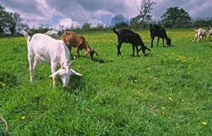 Farmland Collection: Domesticated Goats graze in lush green summer pasture with buttercup flowers