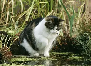 Domestiv Cat Fishing