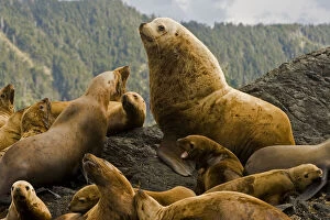 Colony Gallery: Dominant bull steller sea lion on rookery