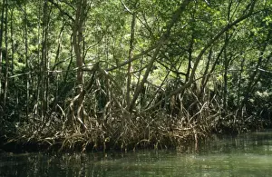 Mangroves Prints: Dominican Republic - mangrove Los Haitises National Park, Dominican Republic (Hispaniola)