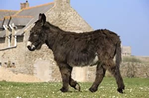 Images Dated 28th March 2012: Donkey
