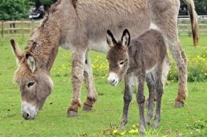 Mothers Collection: Donkey -adult & 5 days old baby
