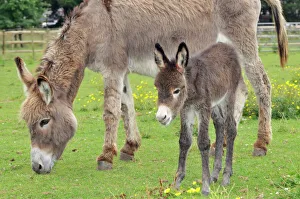 Mothers Collection: Donkey -adult & 5 days old baby