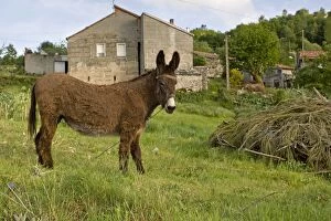 Donkey adult standing in field in residential area