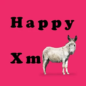 Donkey / Ass, Happy Christmas / xmas