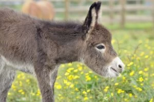 Donkeys Gallery: Donkey - baby 5 days old