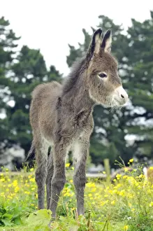 Donkeys Prints: Donkey, baby 5 days old