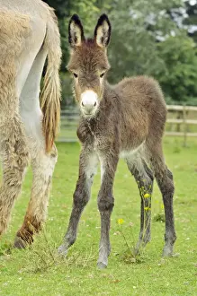 Donkey - baby 5 days old