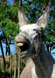 Mouths Collection: Donkey - Braying