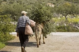 Donkey carrying heavy load of olive branches