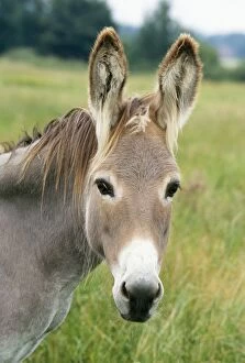 Donkey - close up of head