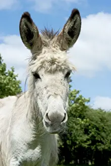 Donkeys Prints: Donkey - close-up of head