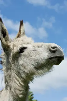 Donkeys Prints: Donkey - close-up of head