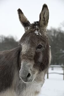 Images Dated 19th January 2013: DONKEY - Donkey in snow (head shot)