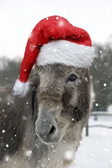 Donkeys Gallery: DONKEY - Donkey in snow wearing red Christmas Santa hat Date: 16-05-2007