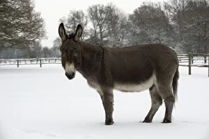 Images Dated 19th January 2013: DONKEY - Donkey walking in snow