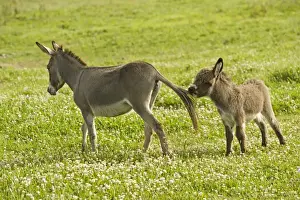 Donkey - with foal biting adult's tail