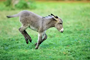 Jumping Prints: Donkey - foal frolicking on meadow Hessen, Germany