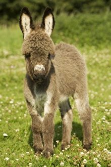 Donkey - foal in meadow