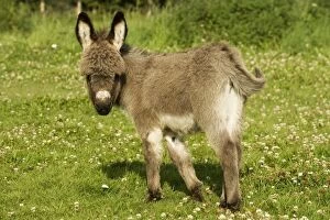 Farm Animals Collection: Donkey - foal in meadow