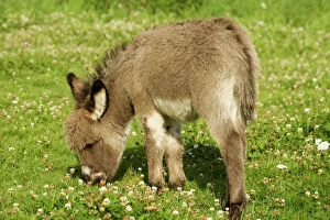 Farm Animals Collection: Donkey - foal in meadow grazing
