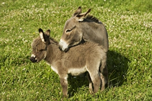 Donkey - foal standing on meadow