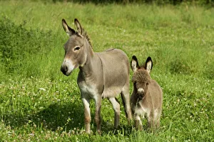 Donkey - foal standing on meadow