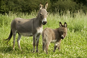 Donkey - foal standing on meadow