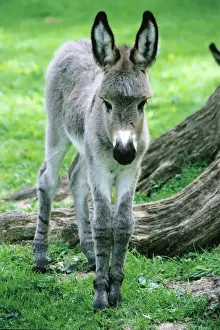 Donkeys Prints: Donkey - foal standing on meadow Hessen, Germany