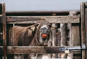 DONKEY - at gate, eating an apple