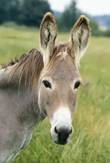 Donkeys Prints: Donkey JD 15167 Close up of head © John Daniels / ardea. com