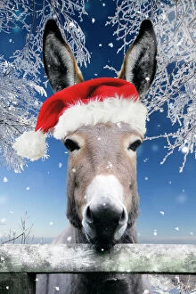 Plants Collection: Donkey - looking over fence wearing Christmas hat in snow Digital Manipulation: Added background USH