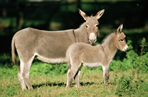 Farm Animals Collection: Donkey - mother with foal
