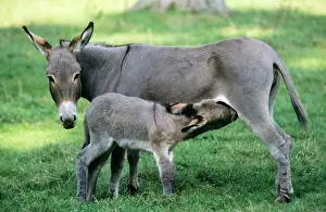 Drinking Prints: Donkey - mother & suckling foal
