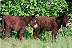 Donkey - Poitou breed France