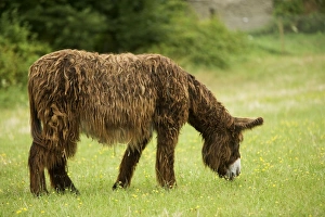Donkey - Poitou breed - grazing